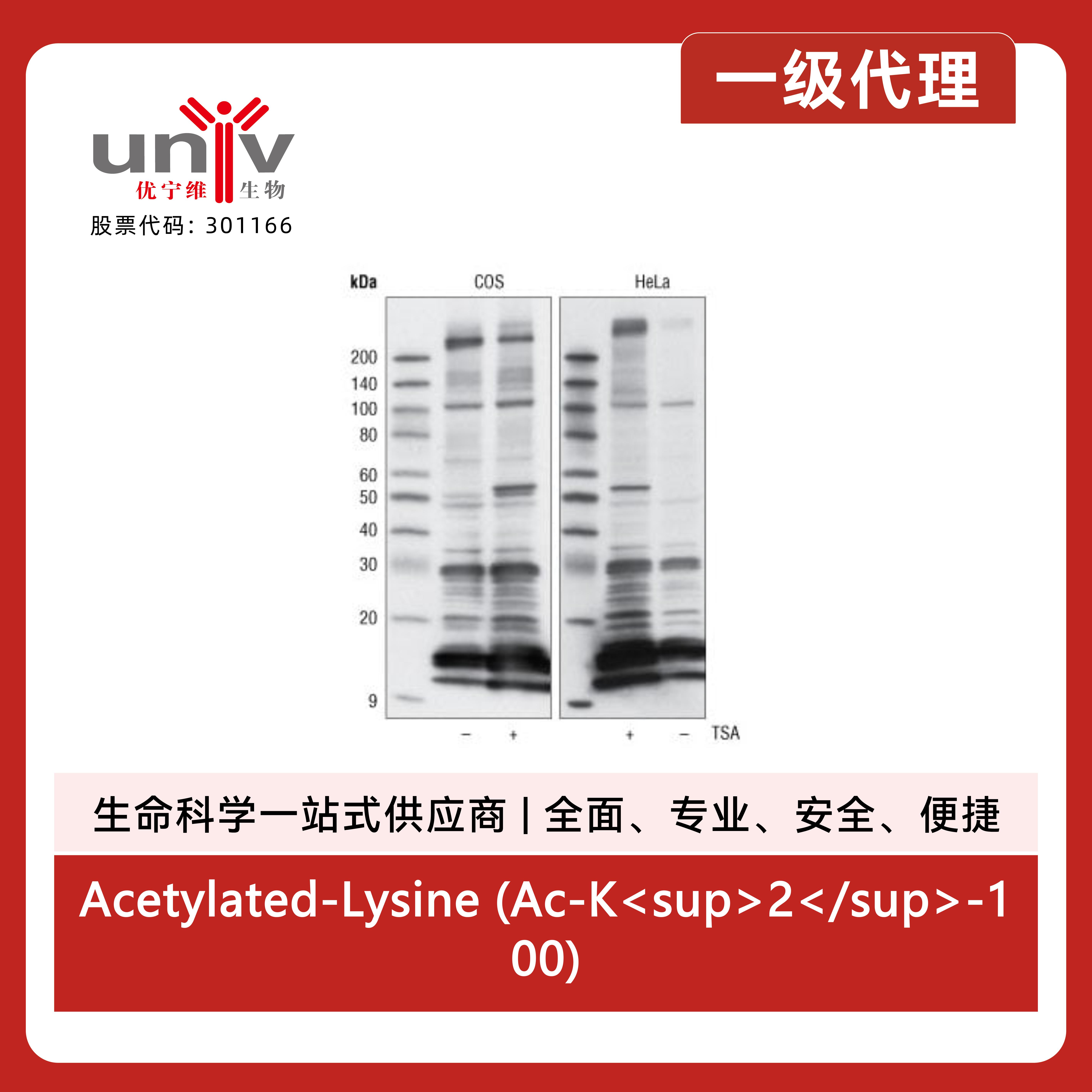Acetylated-Lysine (Ac-K<sup>2</sup>-100) MultiMab<sup>®</sup> Rabbit Monoclonal Antibody mix产品图