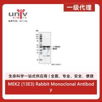 MEK2 (13E3) Rabbit Monoclonal Antibody