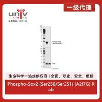 Phospho-Sox2 (Ser250/Ser251) (A2I7G) Rabbit Monoclonal Antibody