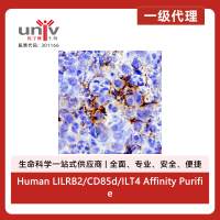 Human LILRB2/CD85d/ILT4 Affinity Purified Polyclonal Ab (100 ug)