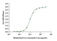 Recombinant Human NCAM-1/CD56 Fc Chimera Protein(Human IgG1 Fc)
