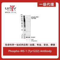 Phospho-IRS-1 (Tyr1222) Antibody
