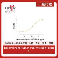 Recombinant Human PBEF/Visfatin Protein, CF (50 ug)