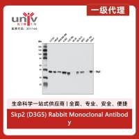 Skp2 (D3G5) Rabbit Monoclonal Antibody