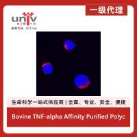 Bovine TNF-alpha Affinity Purified Polyclonal Ab (100 ug)