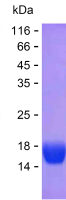 Recombinant Human RAP2C Protein(C-His)