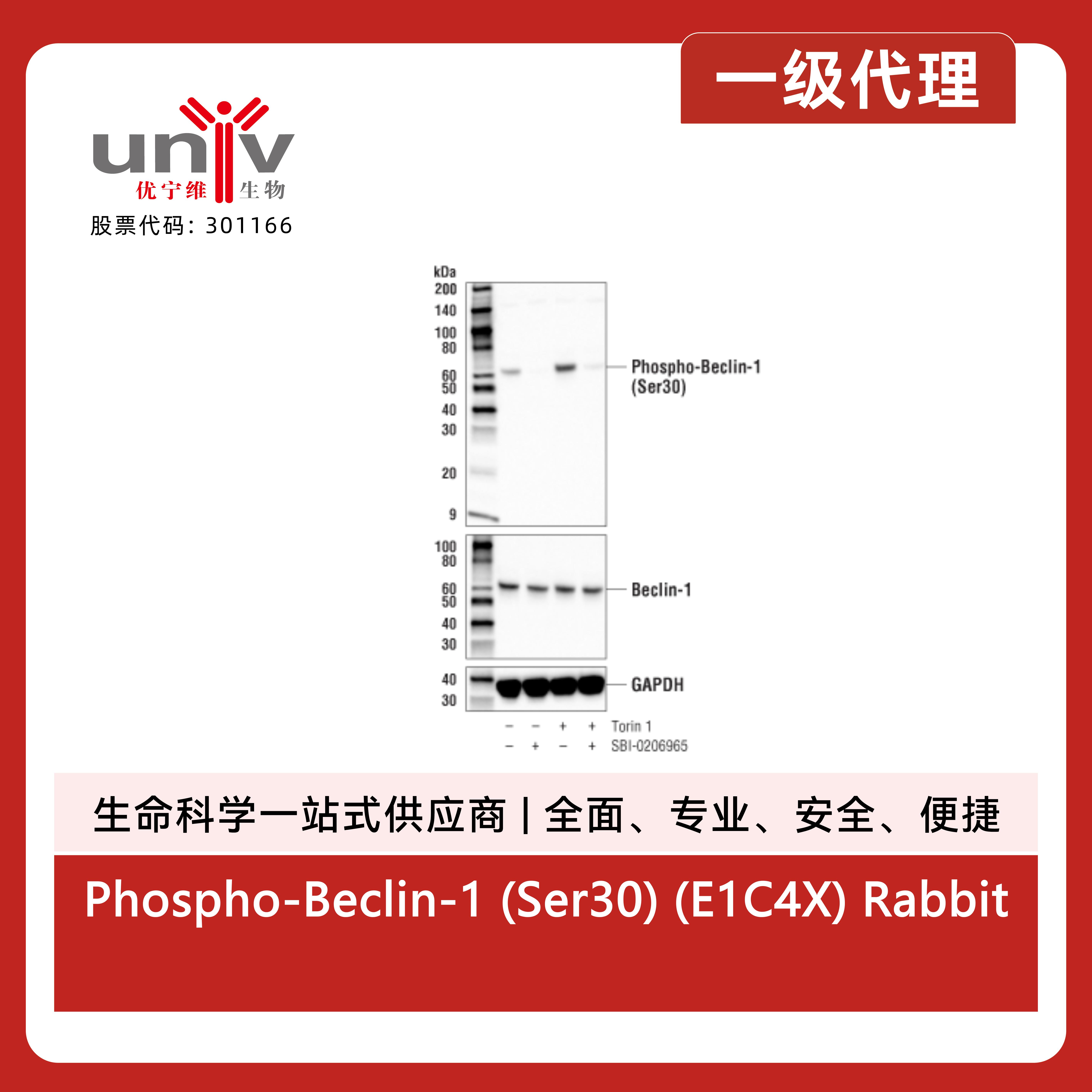 Phospho-Beclin-1 (Ser30) (E1C4X) Rabbit Monoclonal Antibody产品图