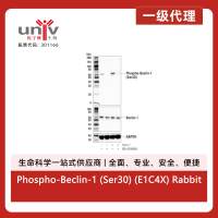 Phospho-Beclin-1 (Ser30) (E1C4X) Rabbit Monoclonal Antibody