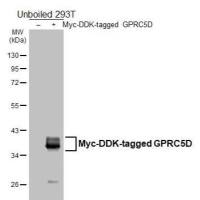 GPRC5D antibody [HL4056]