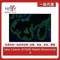 beta-Catenin (D10A8) Rabbit Monoclonal Antibody (Alexa Fluor® 488 Conjugate)