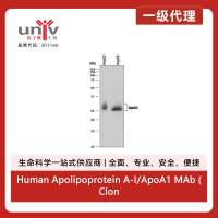 Human Apolipoprotein A-I/ApoA1 MAb (Clone 2083A) (100 ug)
