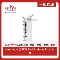 Huntingtin (D7F7) Rabbit Monoclonal Antibody