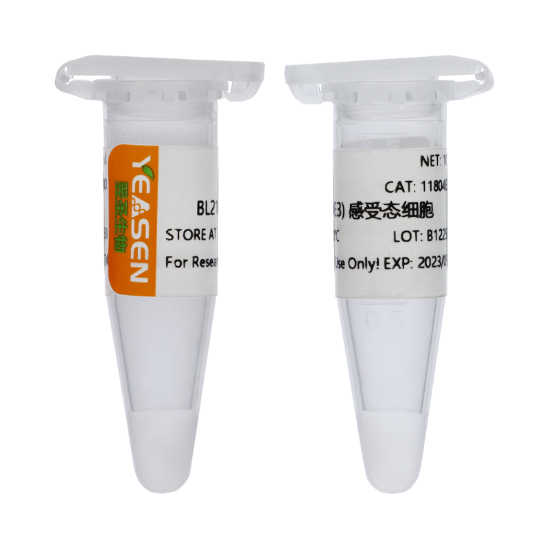 BL21(DE3)化学感受态细胞 (BL21 (DE3) Chemically Competent Cell)
