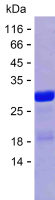 Recombinant Human NEDD4L Protein(C-His)