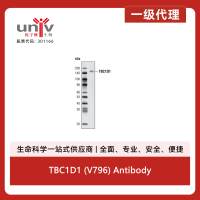 TBC1D1 (V796) Antibody