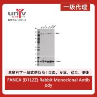 FANCA (D1L2Z) Rabbit Monoclonal Antibody