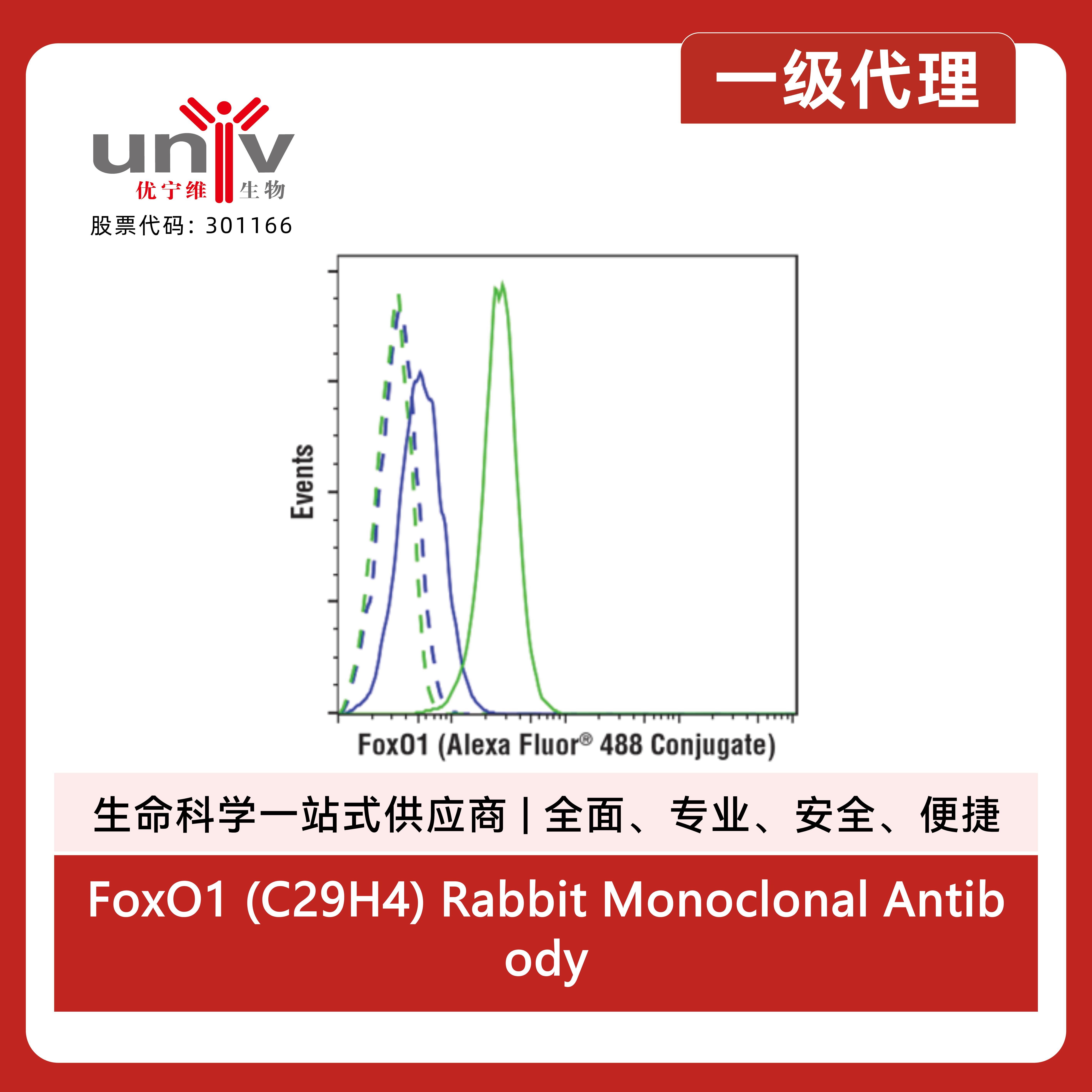 FoxO1 (C29H4) Rabbit Monoclonal Antibody (Alexa Fluor® 488 Conjugate)产品图