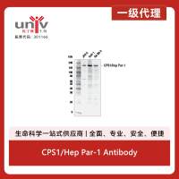 CPS1/Hep Par-1 Antibody