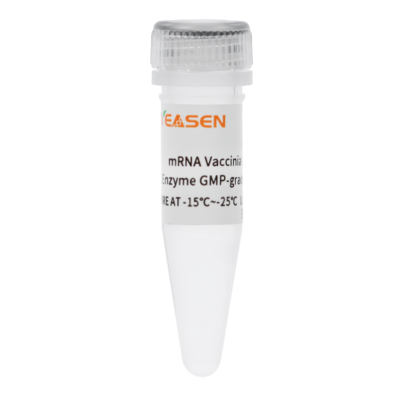 牛痘病毒mRNA加帽酶(mRNA Vaccinia Capping Enzyme GMP-grade)