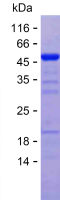 Recombinant Human NT5C1A Protein(C-His)