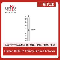 Human IGFBP-2 Affinity Purified Polyclonal Ab (100 ug)
