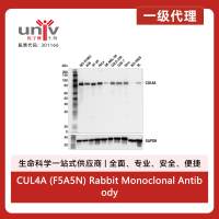 CUL4A (F5A5N) Rabbit Monoclonal Antibody