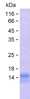 Recombinant Human LINC00469 Protein(C-His)