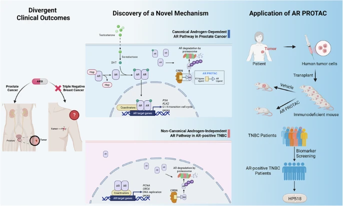 BMG LABTECH多功能酶标仪文献分享,成都海创药业发表在Cell Death & Disease “Constitutive androgen receptor activity sustains DNA replication programs in triple-negative breast cancer”