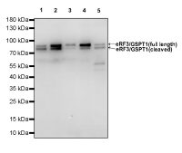 Rabbit anti-GSPT1 Recombinant Monoclonal Antibody(S-R325)