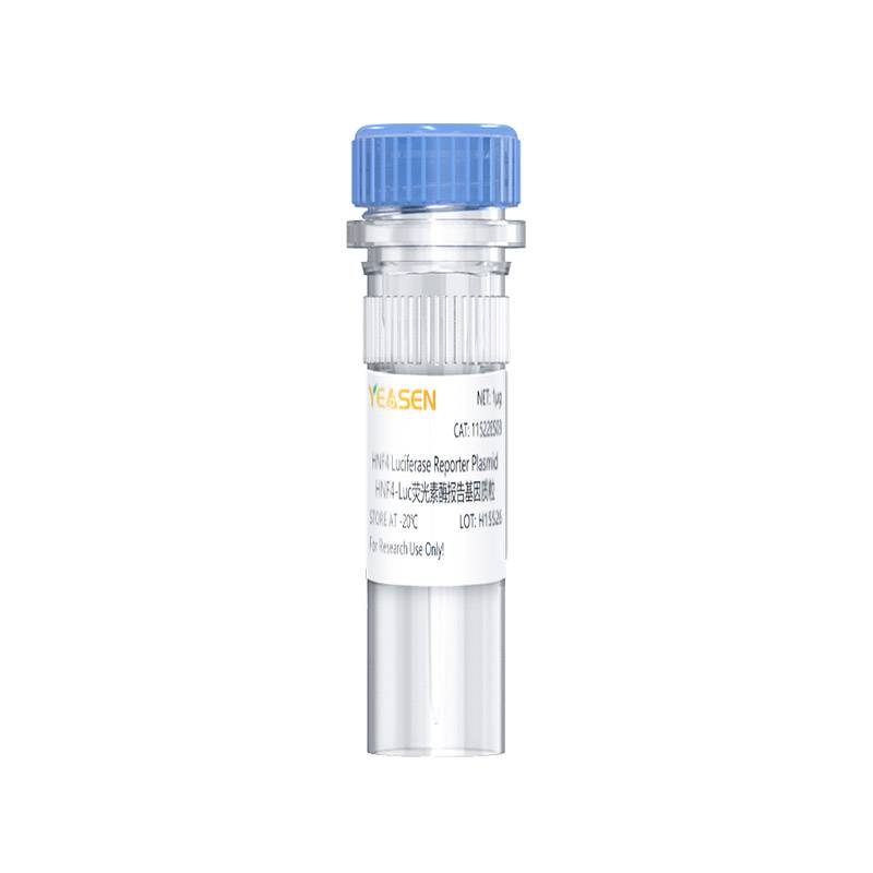 HNF4-Luc荧光素酶报告基因质粒(HNF4 luciferase reporter plasmid)产品图