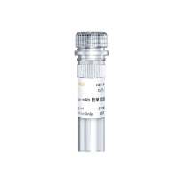 PCNA小鼠单克隆抗体(PCNA Mouse mAb)