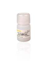 蛋白A/G琼脂糖纯化树脂(Protein A/G Agarose Resin)