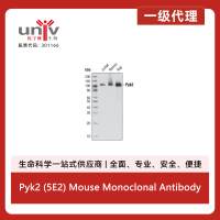 Pyk2 (5E2) Mouse Monoclonal Antibody