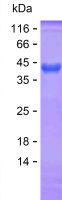 Recombinant Human EFL1 Protein(C-His)