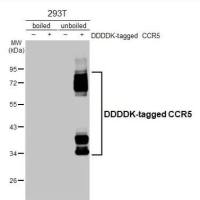 CCR5 antibody [HL3650]