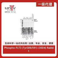 Phospho-FLT3 (Tyr589/591) (30D4) Rabbit Monoclonal Antibody