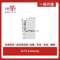 SirT4 Antibody