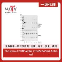 Phospho-C/EBP alpha (Thr222/226) Antibody