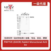 PIKFYVE (E4X3R) Rabbit Monoclonal Antibody