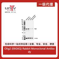 Olig2 (E6G6Q) Rabbit Monoclonal Antibody
