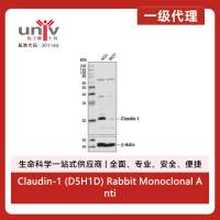Claudin-1 (D5H1D) Rabbit Monoclonal Antibody