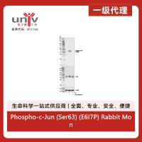 Phospho-c-Jun (Ser63) (E6I7P) Rabbit Monoclonal Antibody