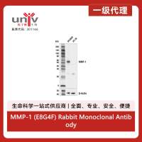 MMP-1 (E8G4F) Rabbit Monoclonal Antibody