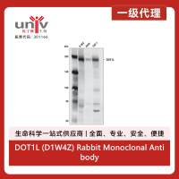 DOT1L (D1W4Z) Rabbit Monoclonal Antibody