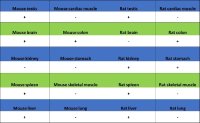 Rabbit anti-Caspase-7 Recombinant Monoclonal Antibody(S-1539-42)