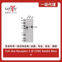 Toll-like Receptor 2 (E1J2W) Rabbit Monoclonal Antibody