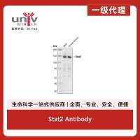 Stat2 Antibody