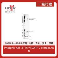 Phospho-ATF-2 (Thr71)/ATF-7 (Thr53) Antibody