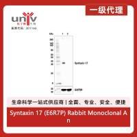 Syntaxin 17 (E6R7P) Rabbit Monoclonal Antibody