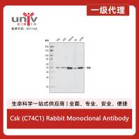 Csk (C74C1) Rabbit Monoclonal Antibody